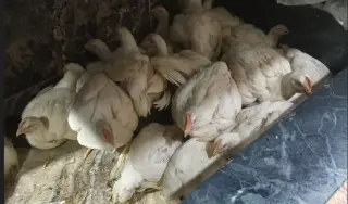 Modern broiler chickens in a poultry farming environment
